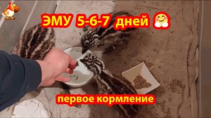 Эму 5-6-7 дней и первое кормление страусят ❣️🤗😍