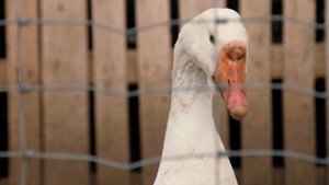 Презентационный ролик Плантация братьев Чернозубцевых