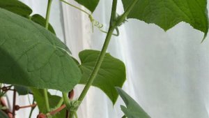 Зачем прищипывать огурцы и как правильно это делать