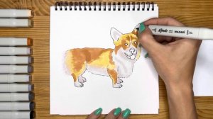 Как нарисовать собаку Корги карандашом и скетч маркерами | Рисунок для детей, поэтапно и легко