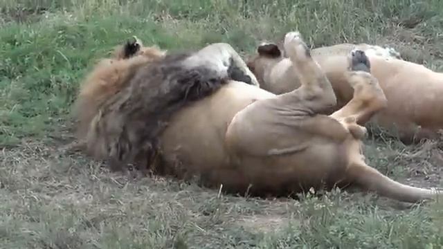 Кошачьи нежности в Тайгане
