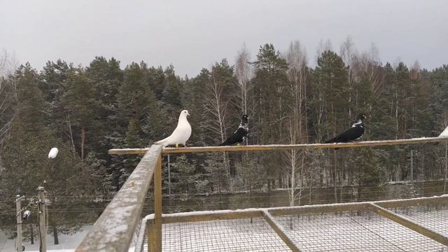 Моя ленивая декорация 🕊️😏😔