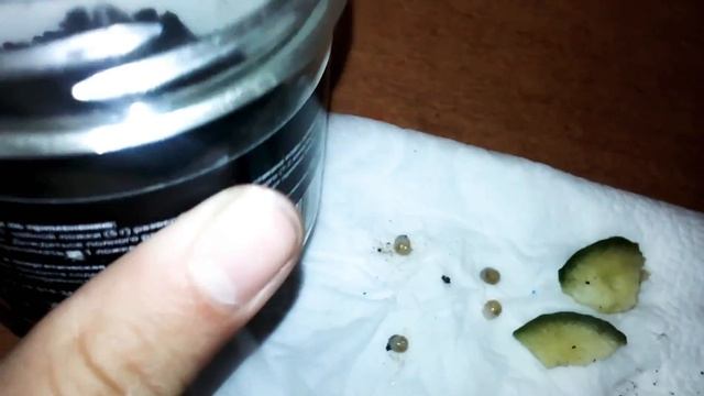 Мои новые питомцы🐚🐌 смотреть онлайн