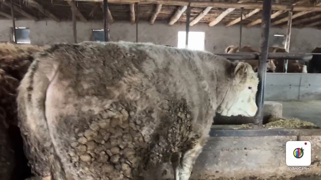 40-ta TONNA BOLADIGAN BUQALAR QANDAY BOQILYABDI? Klass bosamiz 👍✅