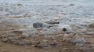 Тюлени вылезли погреться