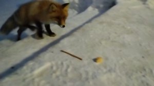 Лисёнок Вук часть 2