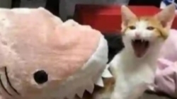 саюзники с сафтом(стенд кнайф) смотреть онлайн