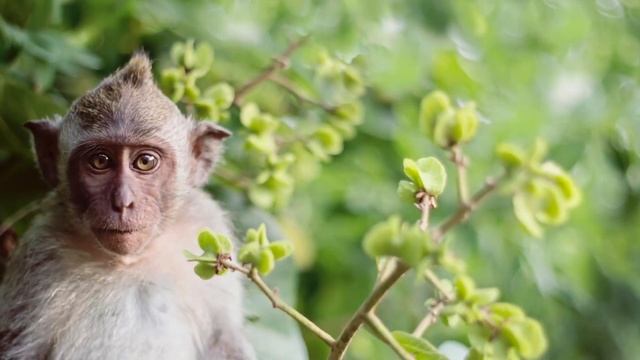 Первая настоящая химерная обезьяна родилась «светящейся» с двумя наборами ДНК смотреть онлайн