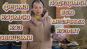 ФЕРМА. КОРМЛЮ КОЗ ОВОЩАМИ. ПОДКАРМЛИВАЮ МЕСЯЧНЫХ КОЗЛЯТ.
