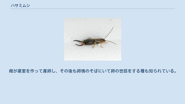 ハサミムシ