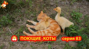 Крутые коты у птичьего двора серия 83 🐈🐈⬛😹 Природа Абхазии и подворье с птицами и животными ❣️