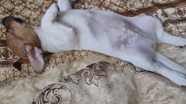 СНОВА - ТИХИЙ ЧАС !!!!!!! смотреть онлайн