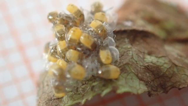 Zelden gezien in Nederland: eitjes Bosbeskielwants komen uit смотреть онлайн