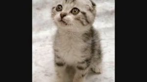 could i have this kiss forever