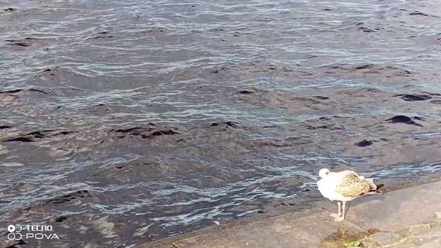 ПТЕНЕЦ ЧАЙКИ ПОЗИРУЕТ ТУРИСТАМ SEAGULLS BABY AND PEOPLE