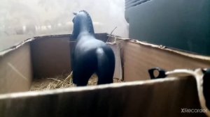 Типы лошадей шляйх😉