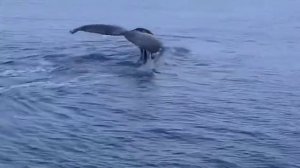 Киты в Териберке