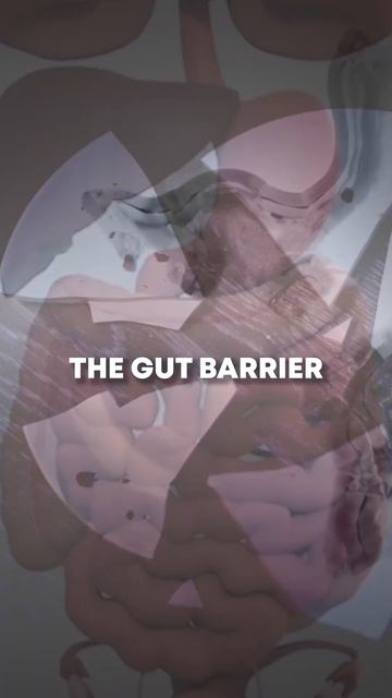 FASTING helps this “GOOD” Bacteria----Akkermansia muciniphila. смотреть онлайн