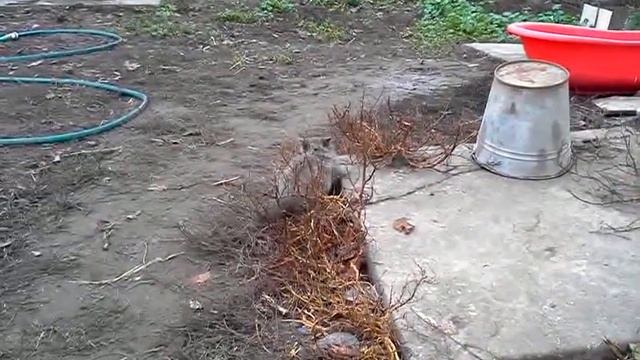 Котенок голубоглазый (blue-eyed kitten)