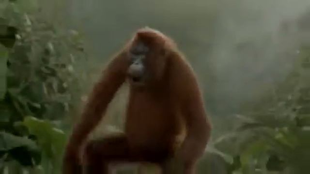 танец арангутанга