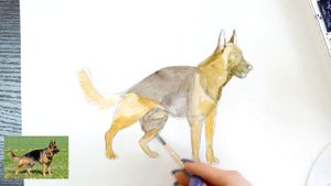 Как нарисовать Немецкую овчарку карандашом и акварелью | Рисунок собаки поэтапно и легко для детей