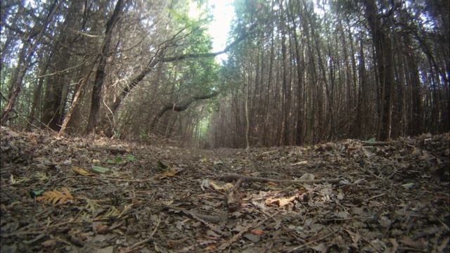 A.Y.C смотреть онлайн