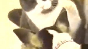 Жадность котятами