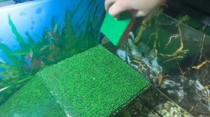 Содержание Радужного краба. Уборка террариума.