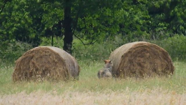 Spotkanie Wilka z Bykiem ;D смотреть онлайн