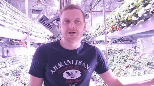 Установки для выращивания клубники и зелени. Урожайный фитосад.