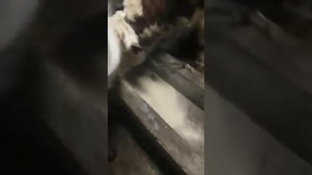 Как правилно кармит Болших биков.Тарзи об ва хурок додани Букахои калон.8912.660.48.50 смотреть онлайн