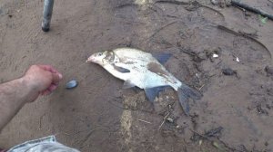 Поймал Сома. Лещ. Густера. р. Луга.