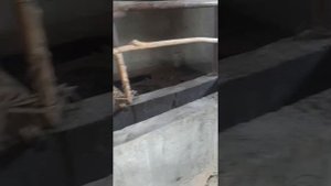 Mini mol fermada SIGIR boqish.