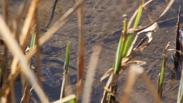 Жаби смотреть онлайн