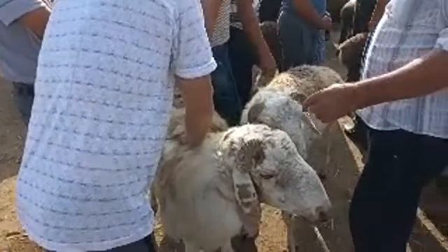 20-АВГУСТ/ШЫМБАЙ МАЛ БАЗАРЫ/БАЗАР БАХАЛАРЫ/ДЕМ БЕРМЕС/Dem Bermes в прямом эфире