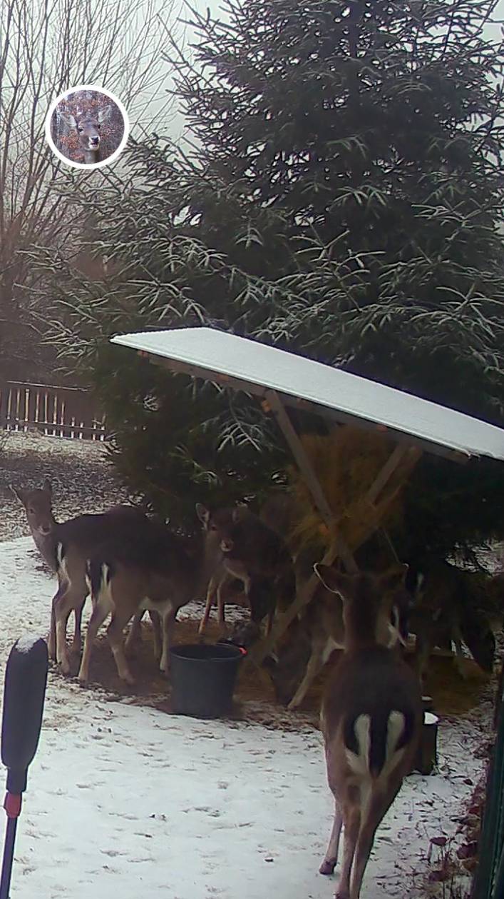 олененок кусает и прогоняет другого олененка #лань #животные #deervader