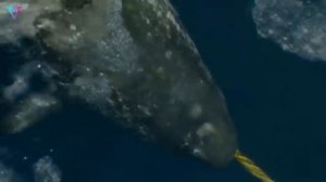 ▽ Самые необычные существа на планете Земля