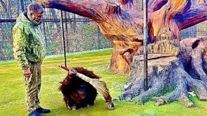 СМЕХ, да и только! Орангутан Дана веником подметает вольер!