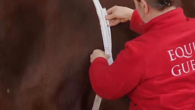 Calculating a horse's body weight смотреть онлайн