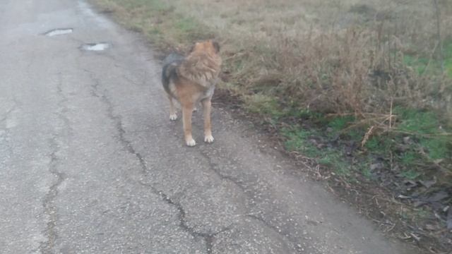 Пёс 1 сезон 1 серия