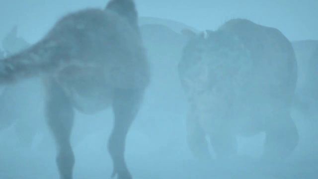 Prehistoric Planet [2022] - Pachyrhinosaurus Screen Time