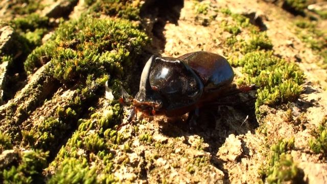 Coléoptère Rhinocéros filmé par André Marseul смотреть онлайн