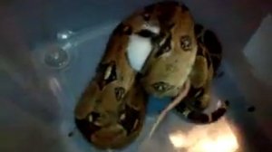 Boa constrictor eating a rat