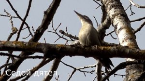 Дятлы большой пестрый дятел / Седой дятел голос / Трясогузка кормит птенца голоса птиц звуки природ
