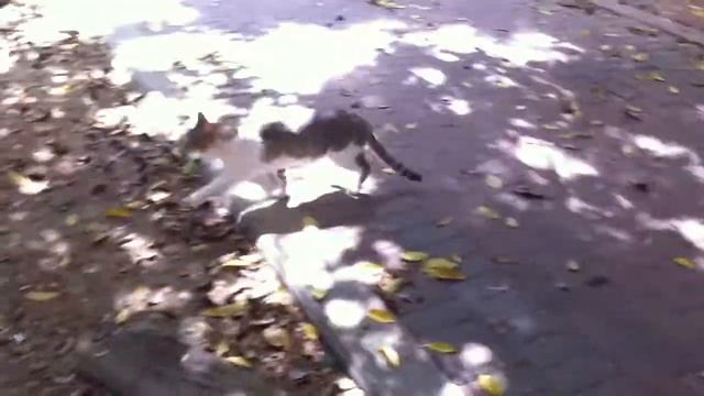 Кот в Израиле смотреть онлайн