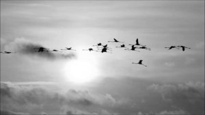 журавли /Zhuravli (Cranes) - Cover by Roman Yakobov - лучшее исполнение