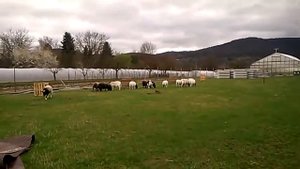 Барашки бе-бе-бе