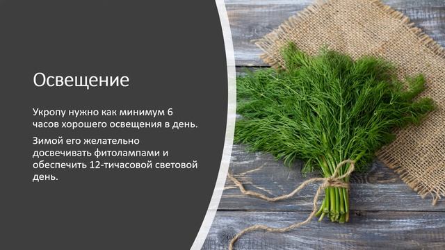 Как вырастить укроп на подоконнике