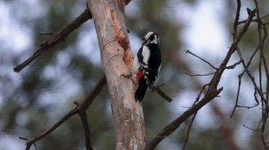 Дятлы и шишки. 4k Cinematic. Canon 90d. Sigma AF 150-600mm f/5.0-6.3 DG OS HSM Contemporary Canon E