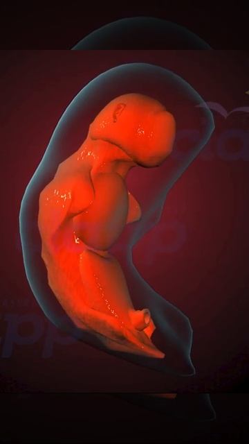 How organs of fetus developed in initial stages of pregnancy ( 3D Animation )